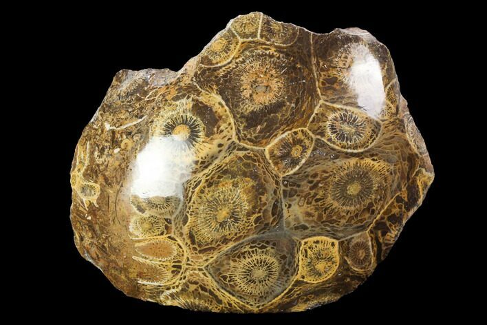 Polished Fossil Coral (Actinocyathus) - Morocco #100646